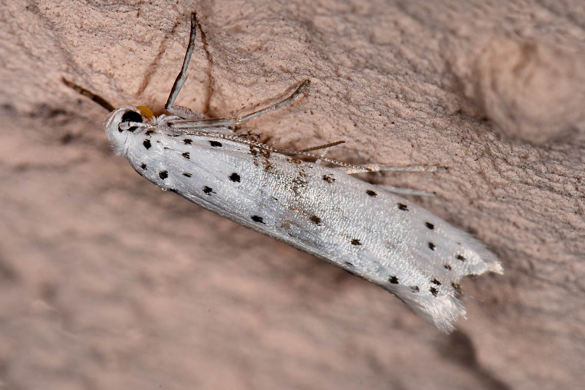 Yponomeutidae? S, Y. cagnagella (Cfr)